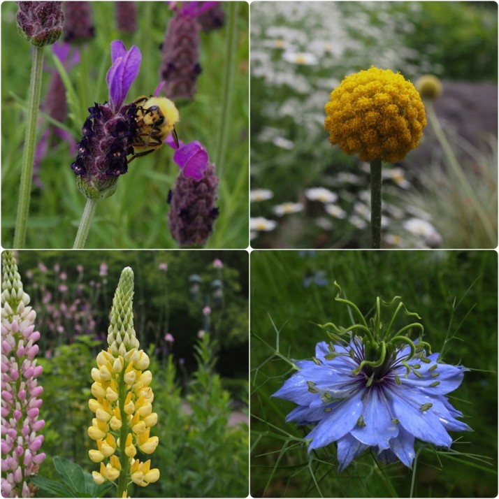 Herbs and flowers at the Kobe Herb and Flower Garden. Clockwise from top-left: Honey bee collecting lavender pollen, round yellow flower (Allium); pretty blue flower (Cornflower); pointy yellow flower (Lupin)