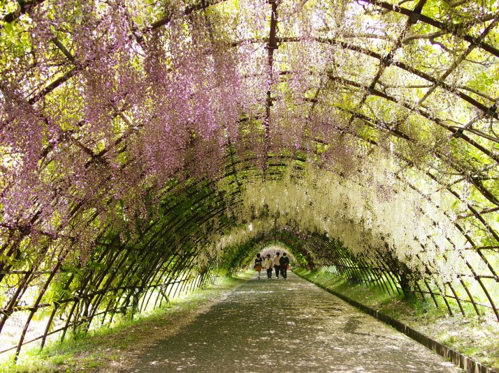 Wisteria tunnel