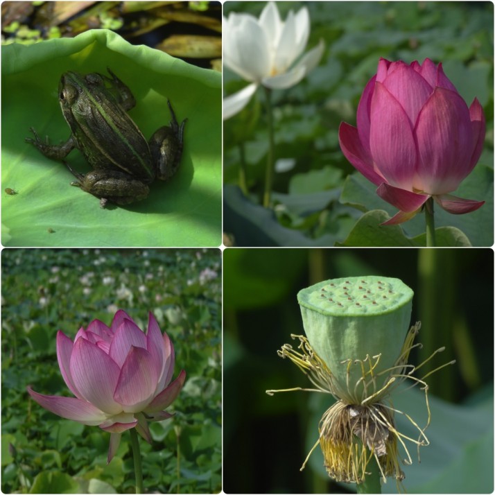 Frogs and lotus flowers