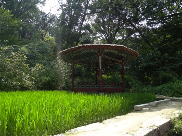 This pagoda seems to float on a field of rice