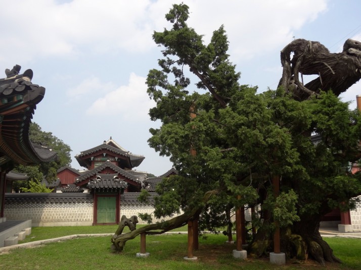 Old tree in the administrative area of the Changdeokgung Palace