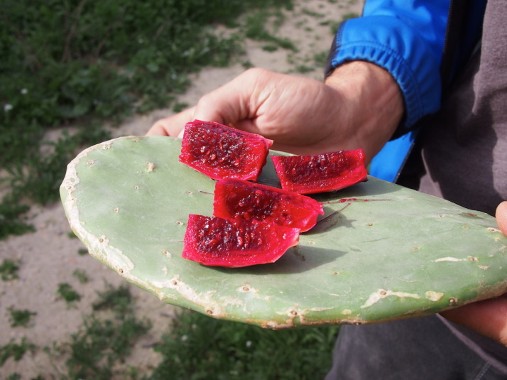 Peter stopped to prepare a prickly pear. Gozo, like Malta, gets a lot of sunshine and the prickly pear, like all the fruit here was very sweet. The thick, heavy leaves of the cactus make a great chopping board too