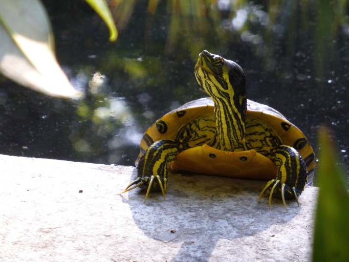 Terrapin, Orto Botanico, Palermo, Sicily