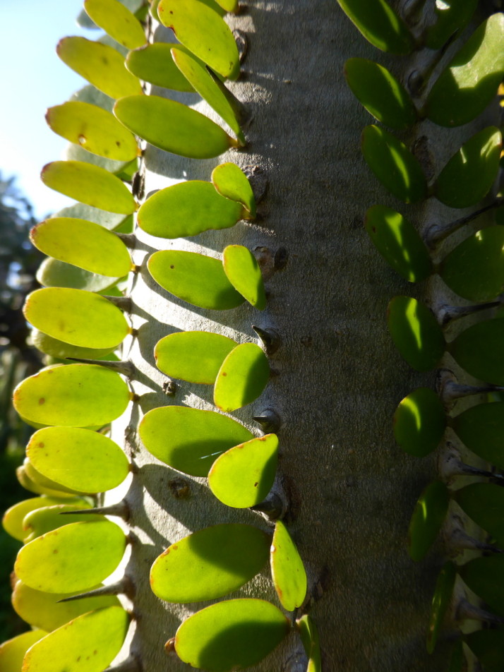 Alluaudia procera from Madagascar, Orto Botanico, Palermo, Sicily