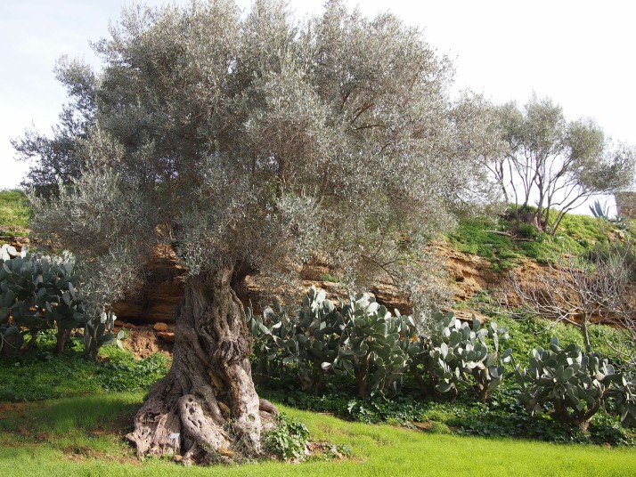 Olive tree