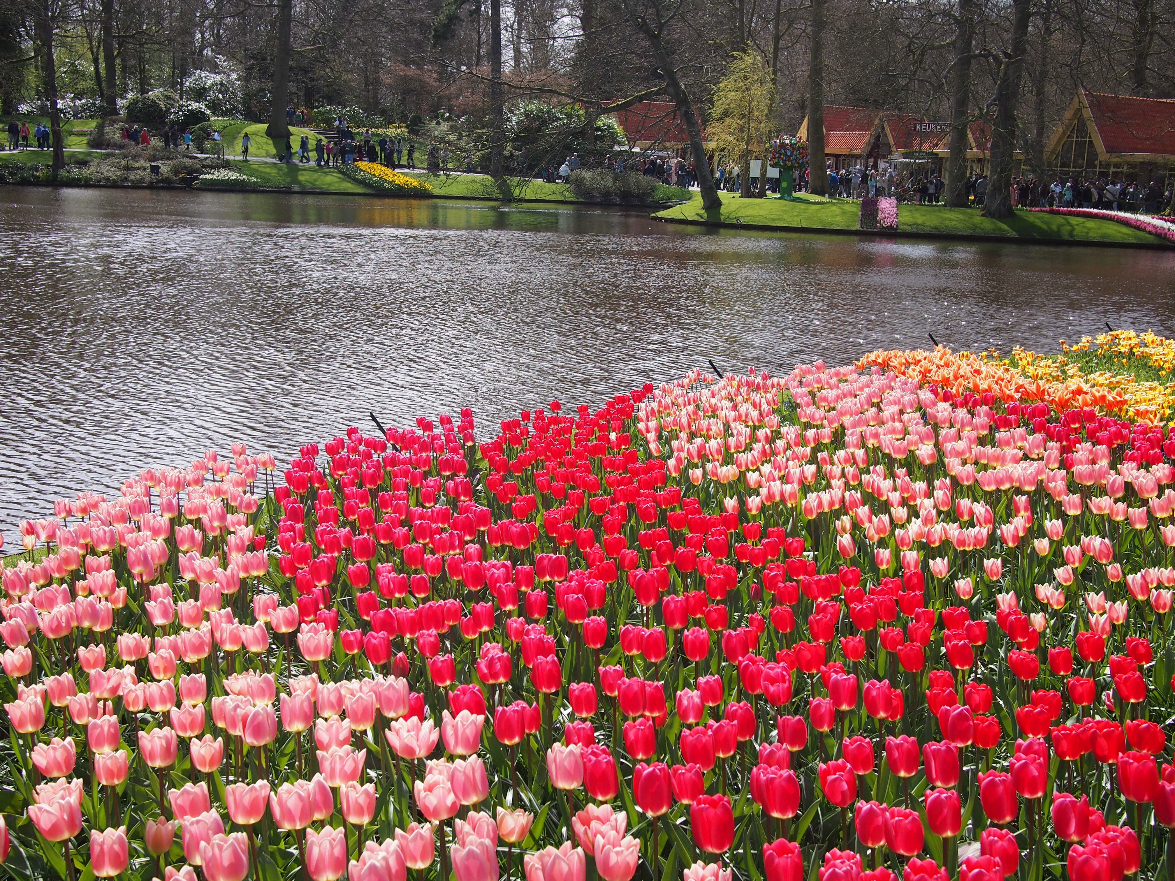in search of tulips near amsterdam | two year trip