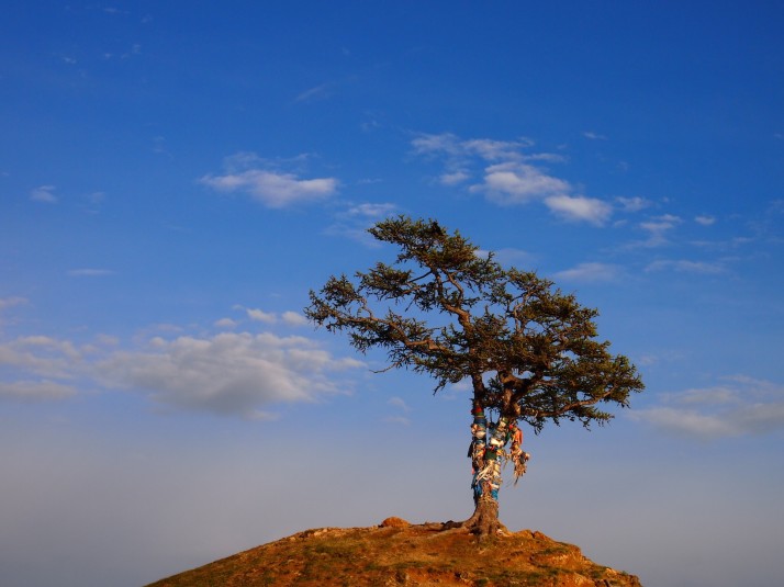 Buryat sacred tree on Olkhon Island