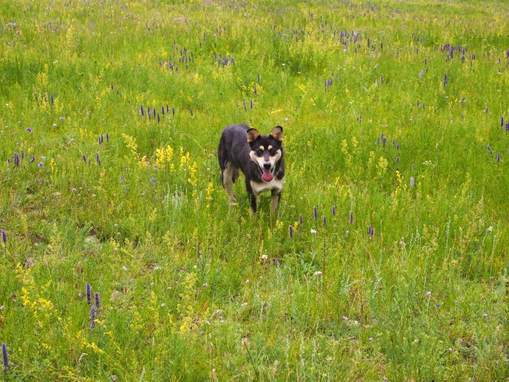 Chinggis the dog