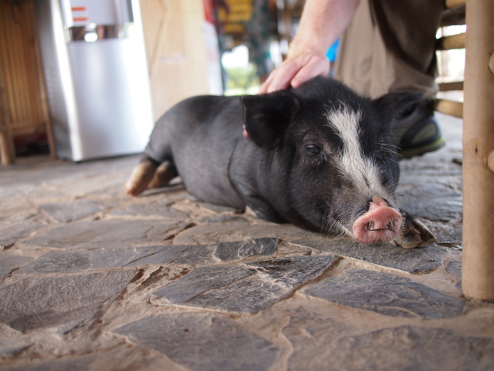 Bacon the Vietnamese pig