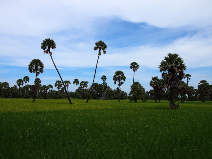 Rice fields near Kampot