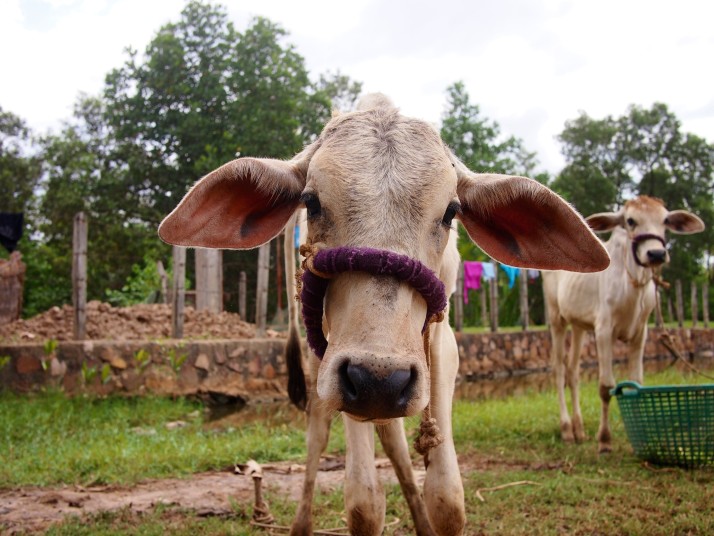 Calf near Kampot