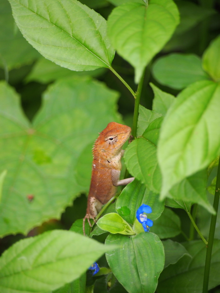 Lizard, Cambodia