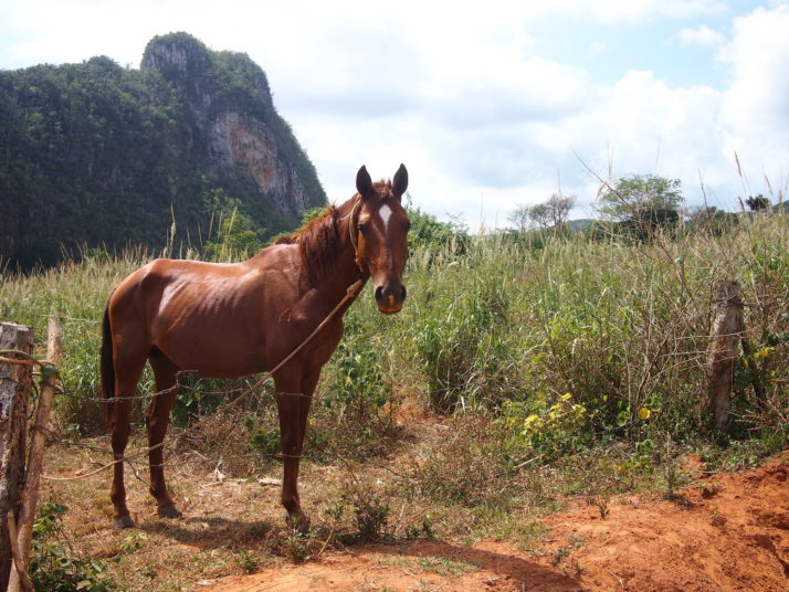 Caballo, dinero, por favor