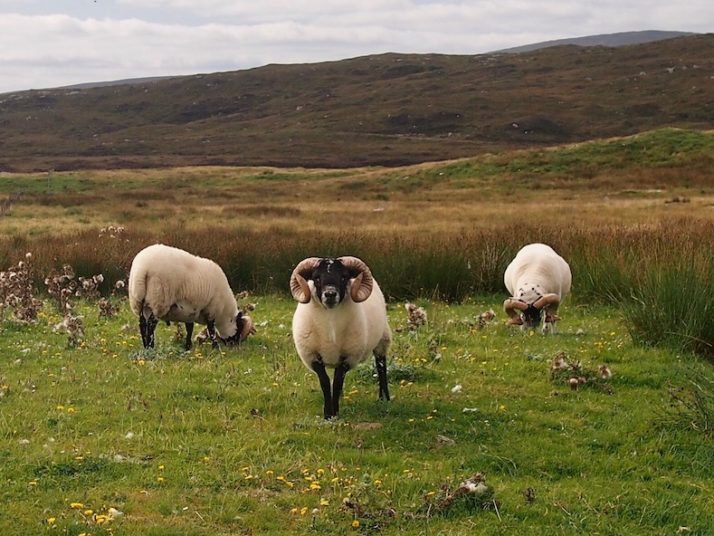 3 horned sheep grazing with rolling hills behind them